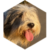 Défi 6 km/jour groupe MARCHER janvier 2025 icon