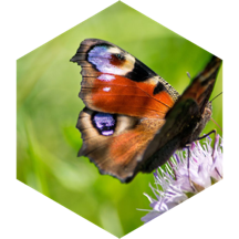 🦋Peacock Butterfly🦋 icon