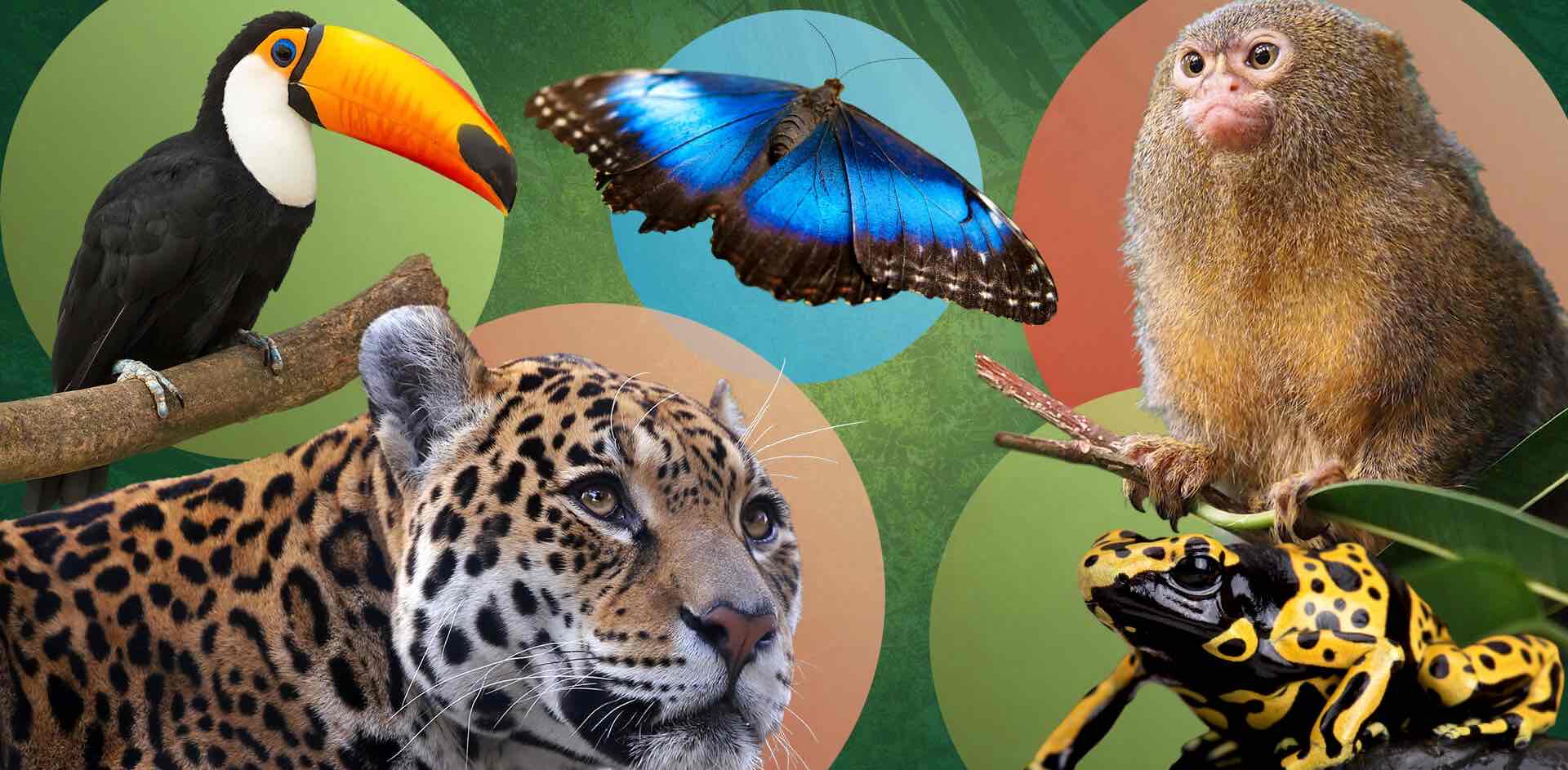 Amazon Rainforest logo