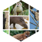 Amazon Rainforest icon