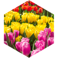 Spring Life icon