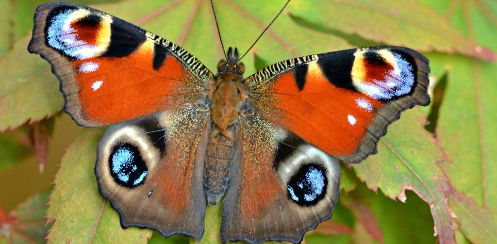 🦋Peacock Butterfly🦋 logo
