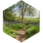 Spring Walk icon