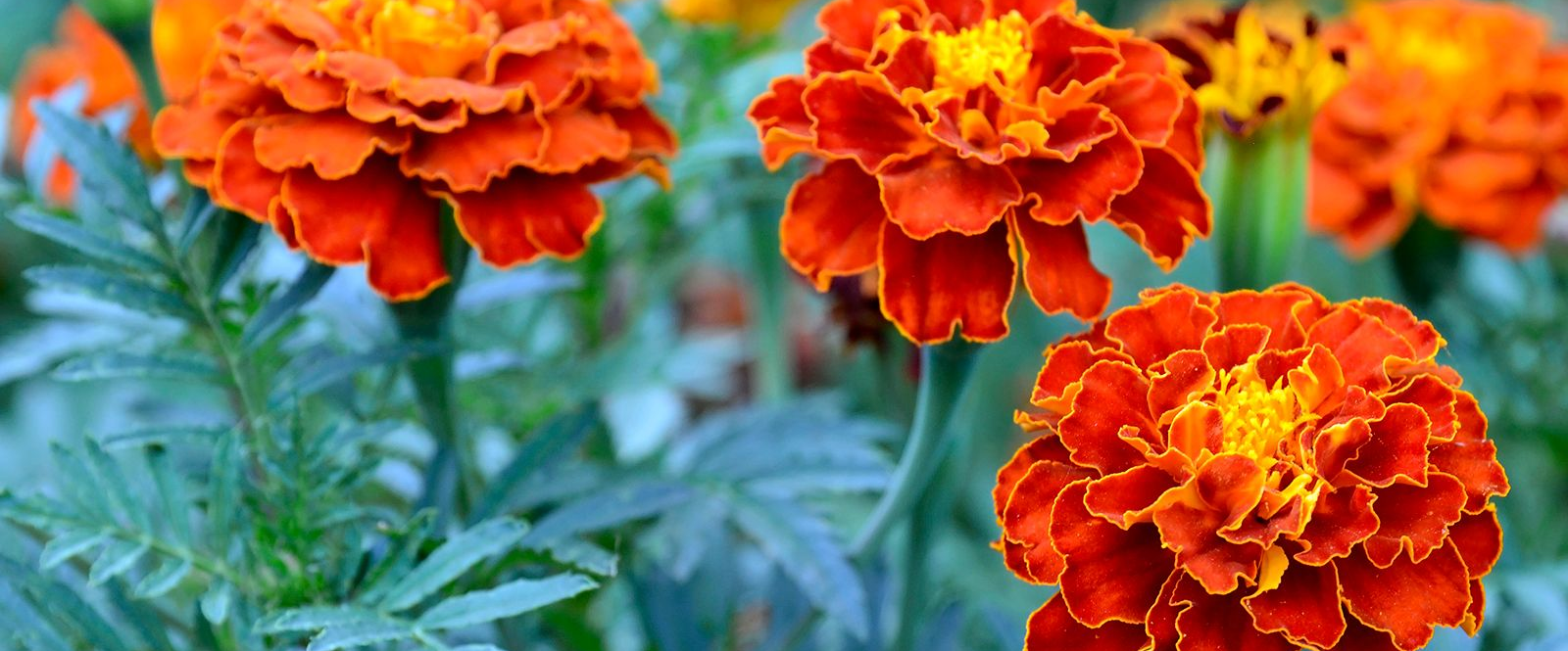 challenge background