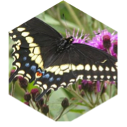 🦋💕butterflies 💕🦋 icon