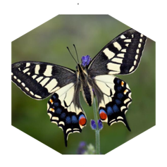 🦋Swallowtail 🦋 icon