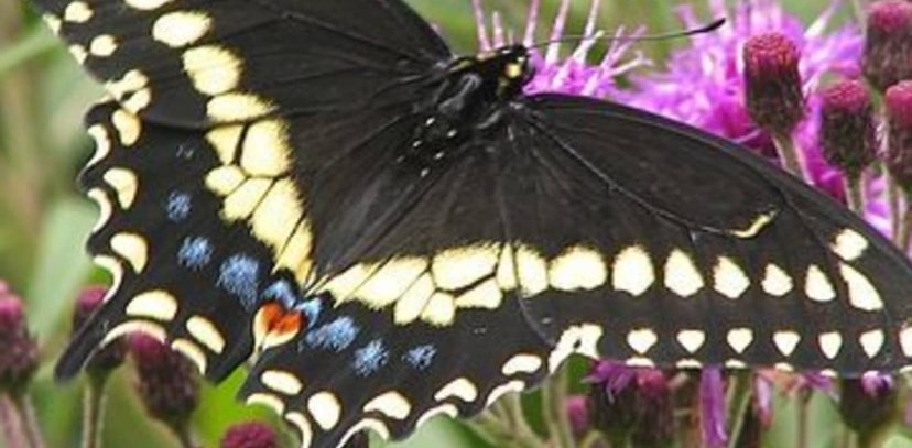 🦋💕butterflies 💕🦋 logo