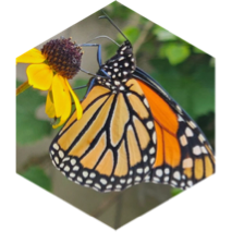 🦋Monarch 🦋 icon