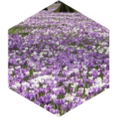 🌸Welcome Spring🌸 icon