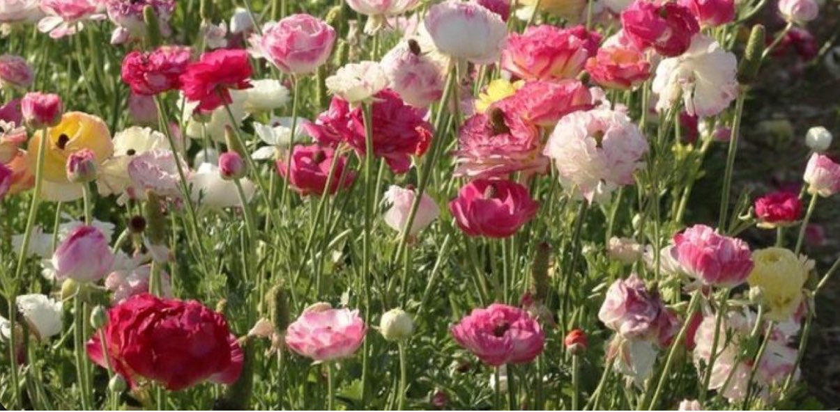 challenge background