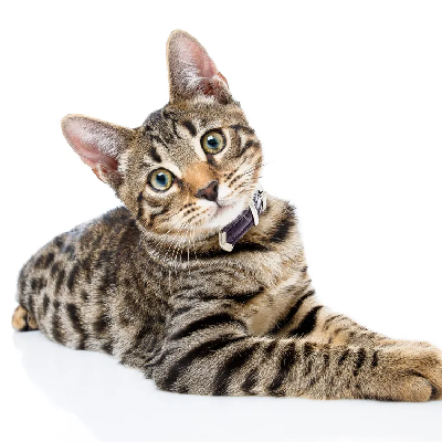 Happy Cats Challenge ๐๐โโฌ๐๐โโฌ icon