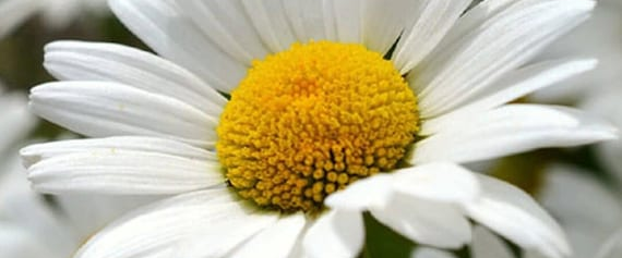 Daisy Eye Challenge ๐ผ๐ผ๐ผ logo