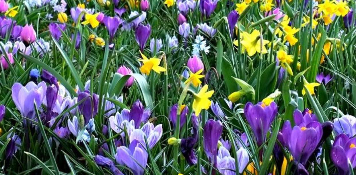πΈπΊππ·πΌπΉ Hello Spring πΌπΈπΊππ· logo
