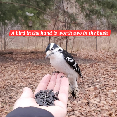 🦜Woodpecker🦜 icon
