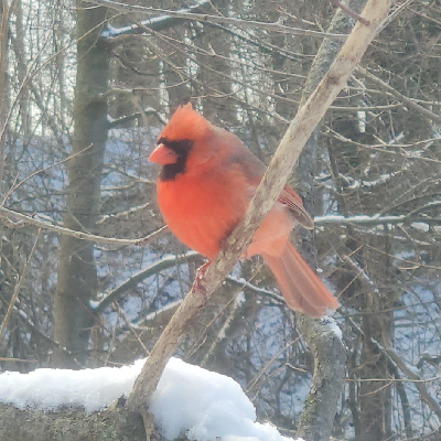 🎶🦜SINGING BIRDS🦜🎶 icon