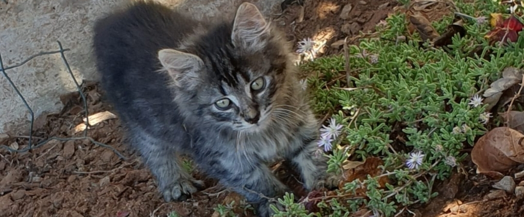 challenge background