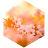 March Fun Walk/Run icon