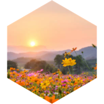 Spring into Spring icon