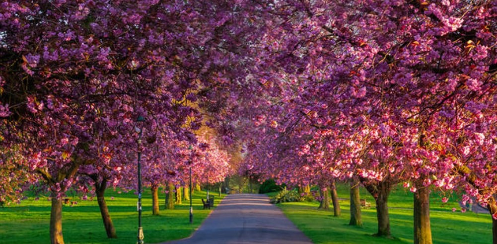 Perfect Time to 💐🌺 Bloom 🌸 🌷 logo