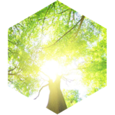 Spring Steps Skirmish icon