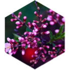Spring 8,000 Step Strut icon