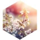 Spring Fat Shed icon