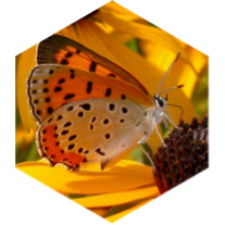🦋Bronze copper🦋 icon