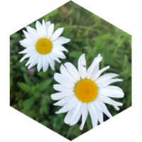 Most Steps In April icon
