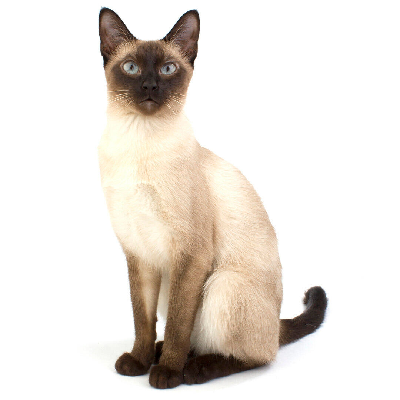 Persian Cat 2k πΎ π icon