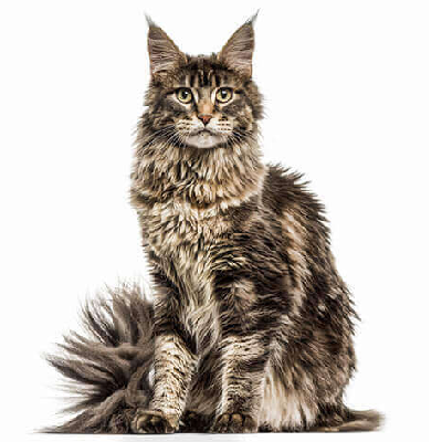 Maine Coon 6k Challenge π πΎ icon