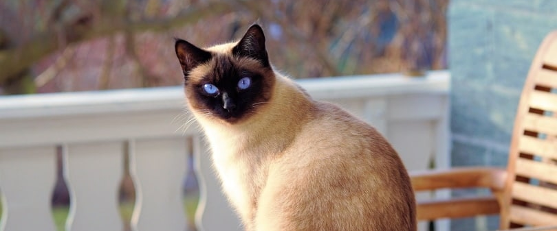 Persian Cat 2k πΎ π logo