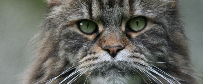 Maine Coon 6k Challenge π πΎ logo