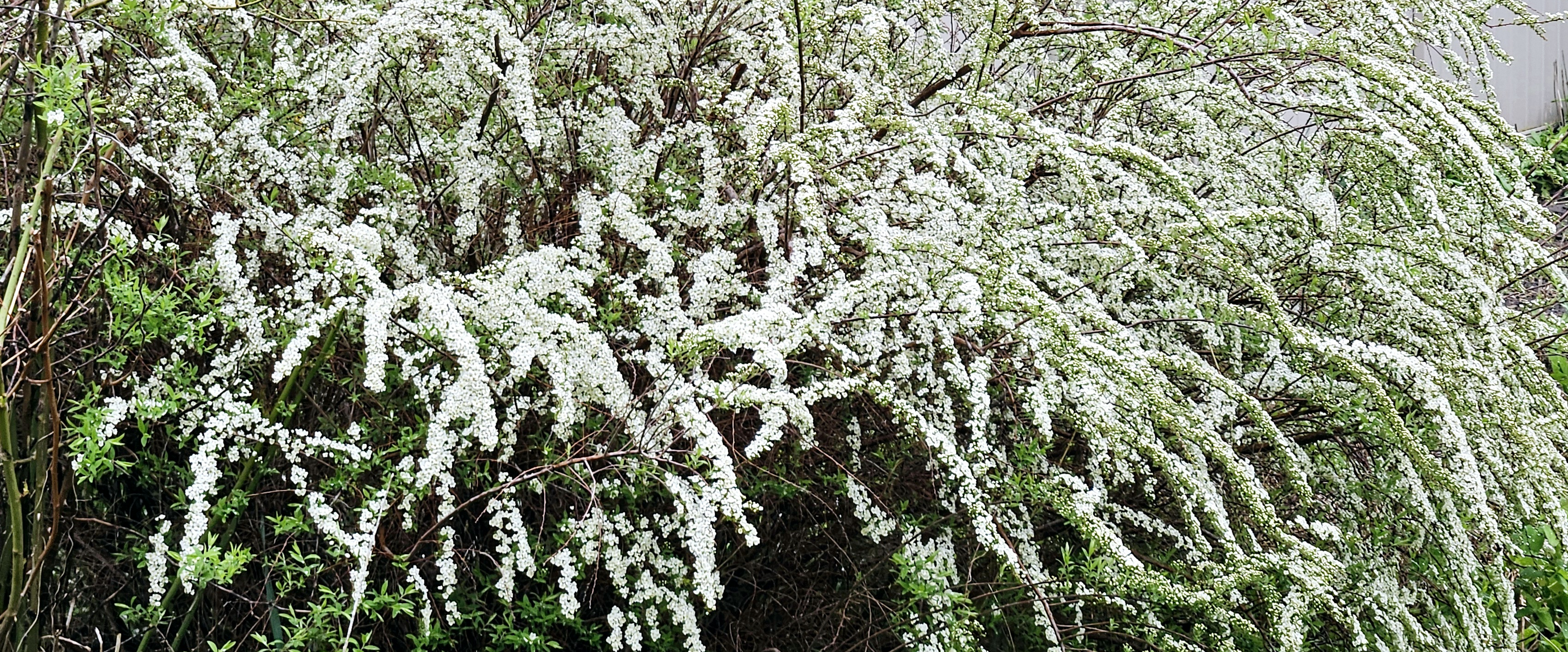 challenge background