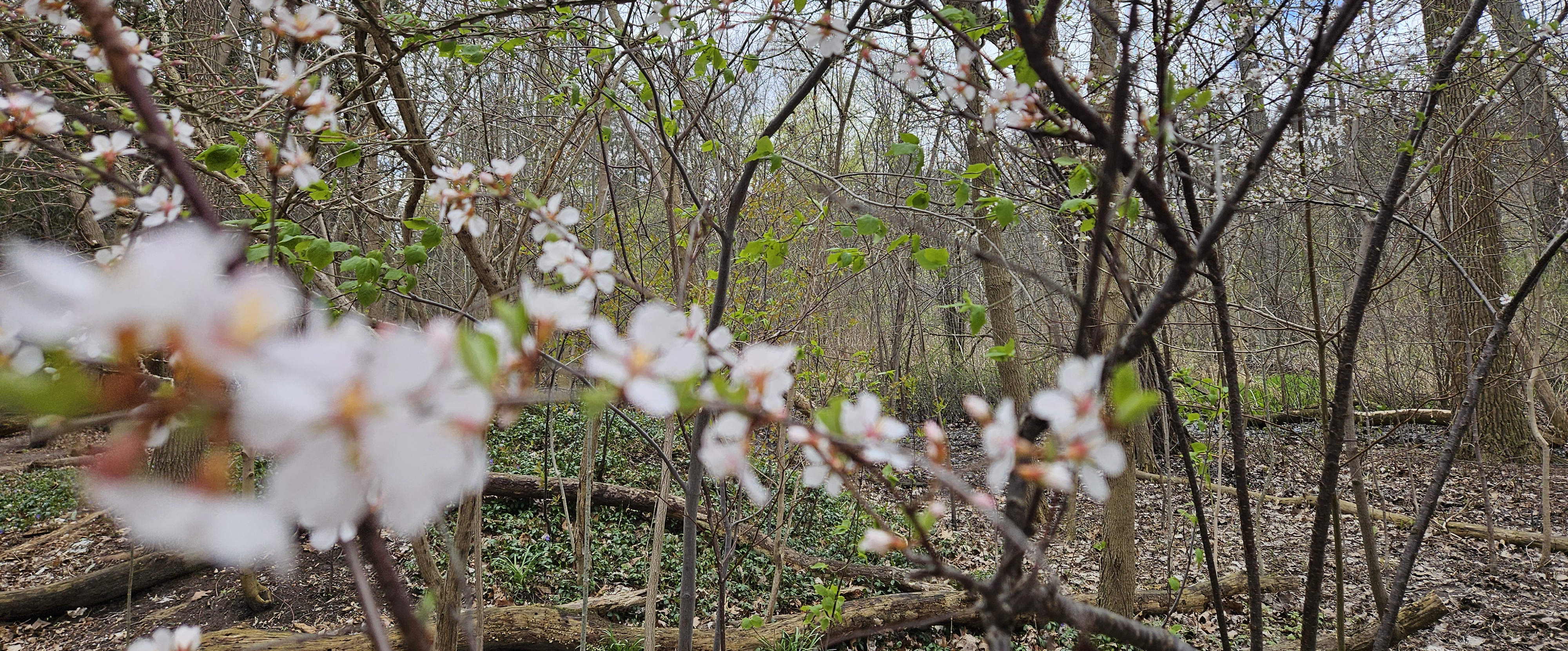 challenge background