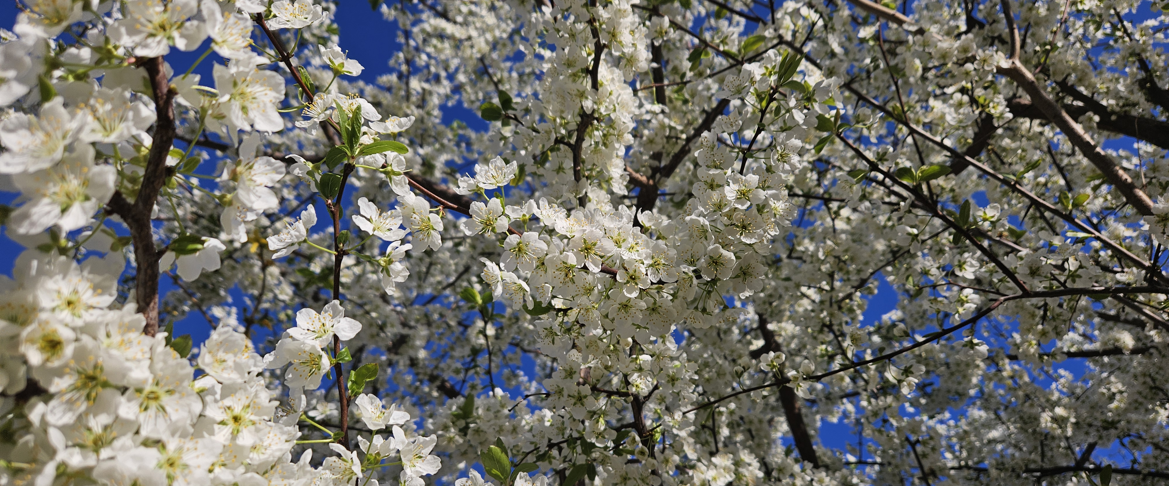 challenge background