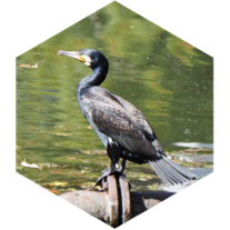 5月ウォーキング歩数チャレンジ icon