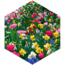 May Flowers icon