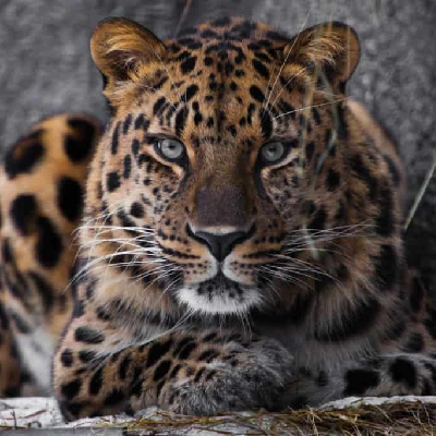 Save the Amur Leopard icon