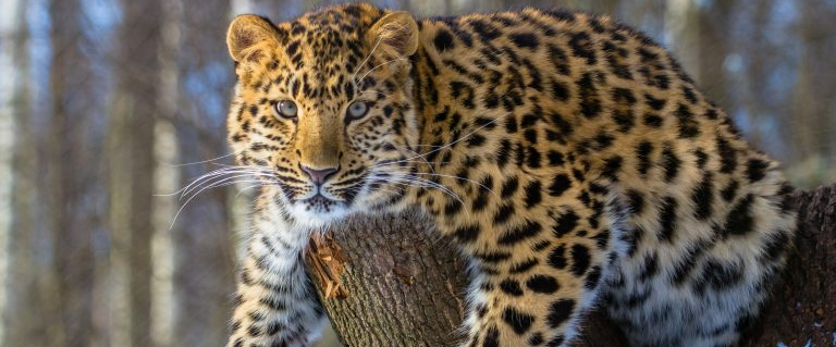 Save the Amur Leopard logo