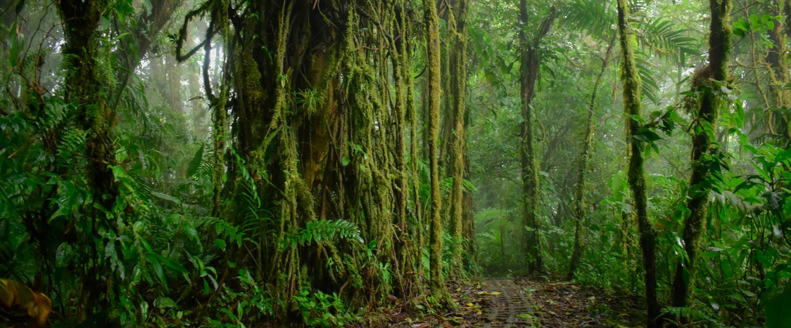 Costa Rica Cloud Forest Hike logo