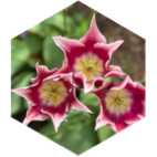 May GPS 3 Miles icon