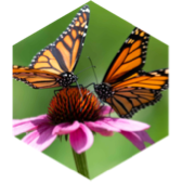 Fly into May icon