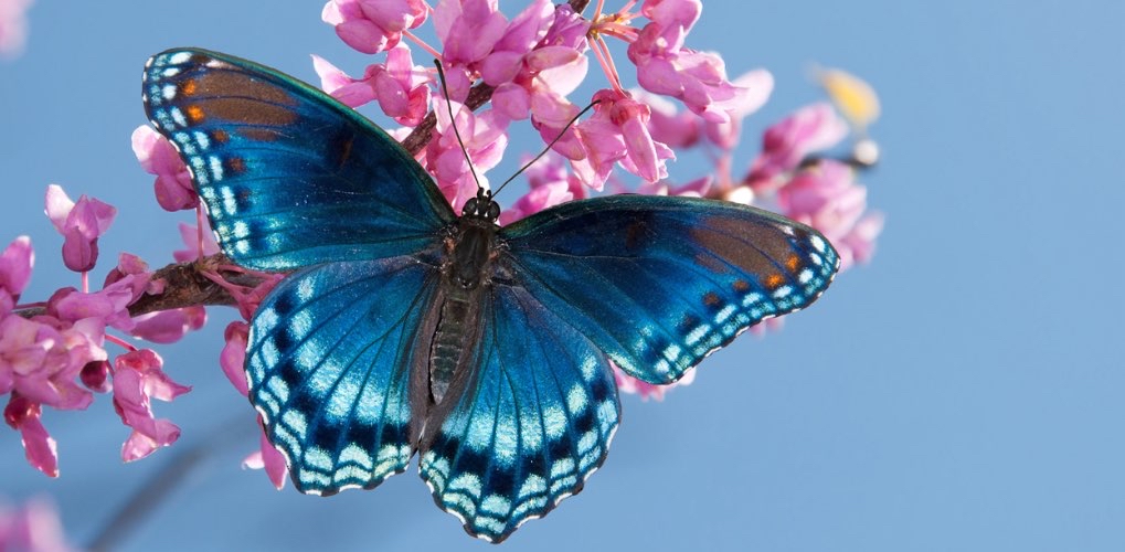 Fly into May logo