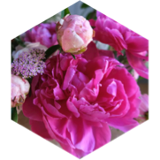 Magnificent May March icon