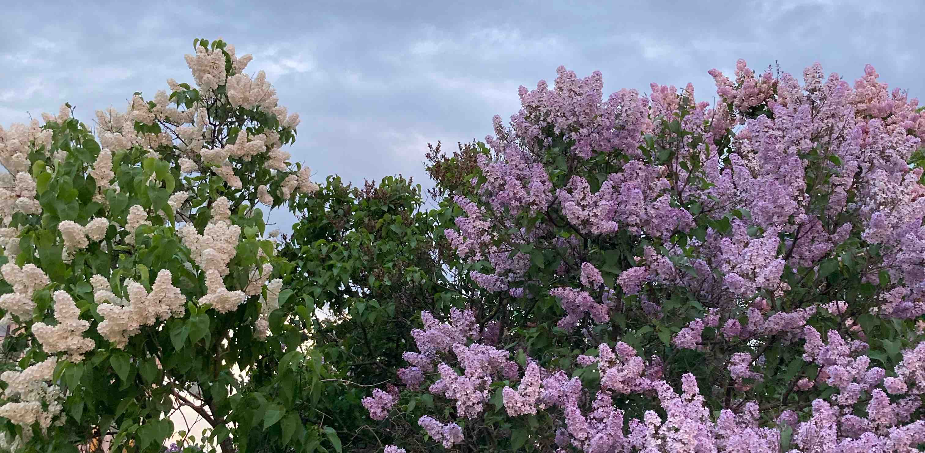 challenge background