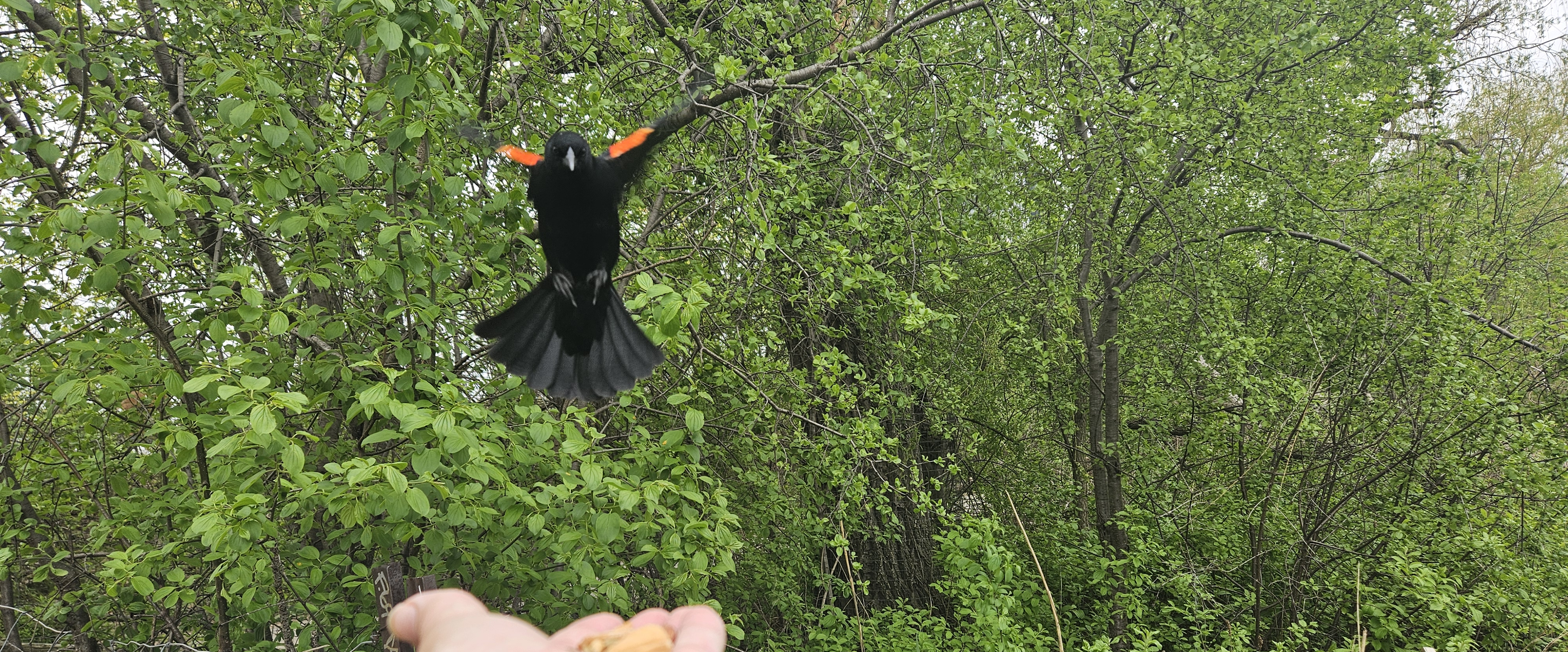 🦜SINGING THEIR TUNE🦜 logo