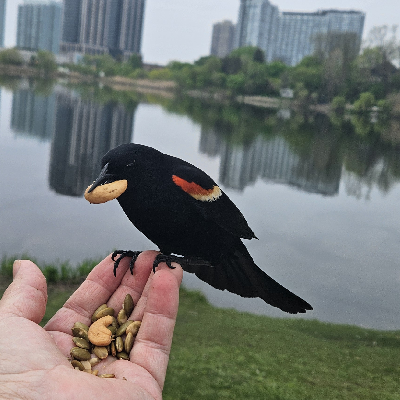 🦜SINGING THEIR TUNE🦜 icon