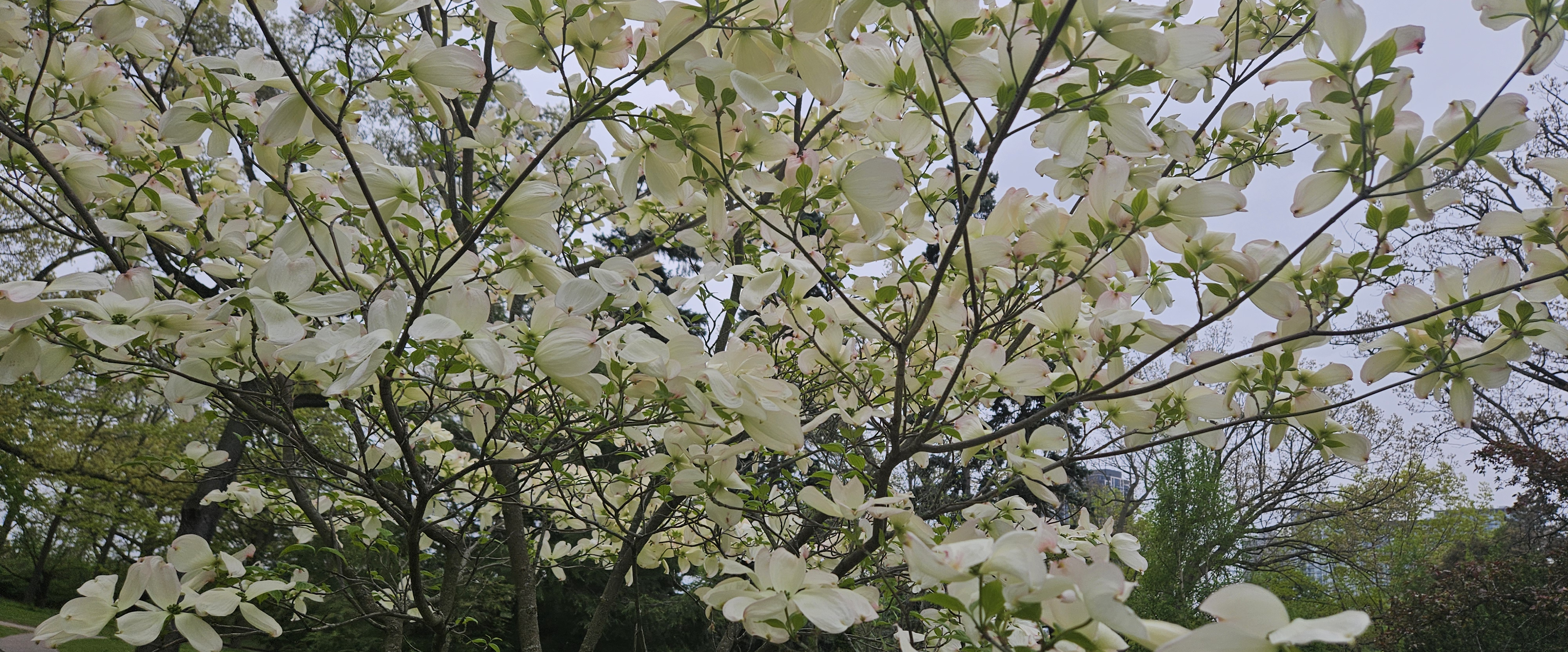 challenge background