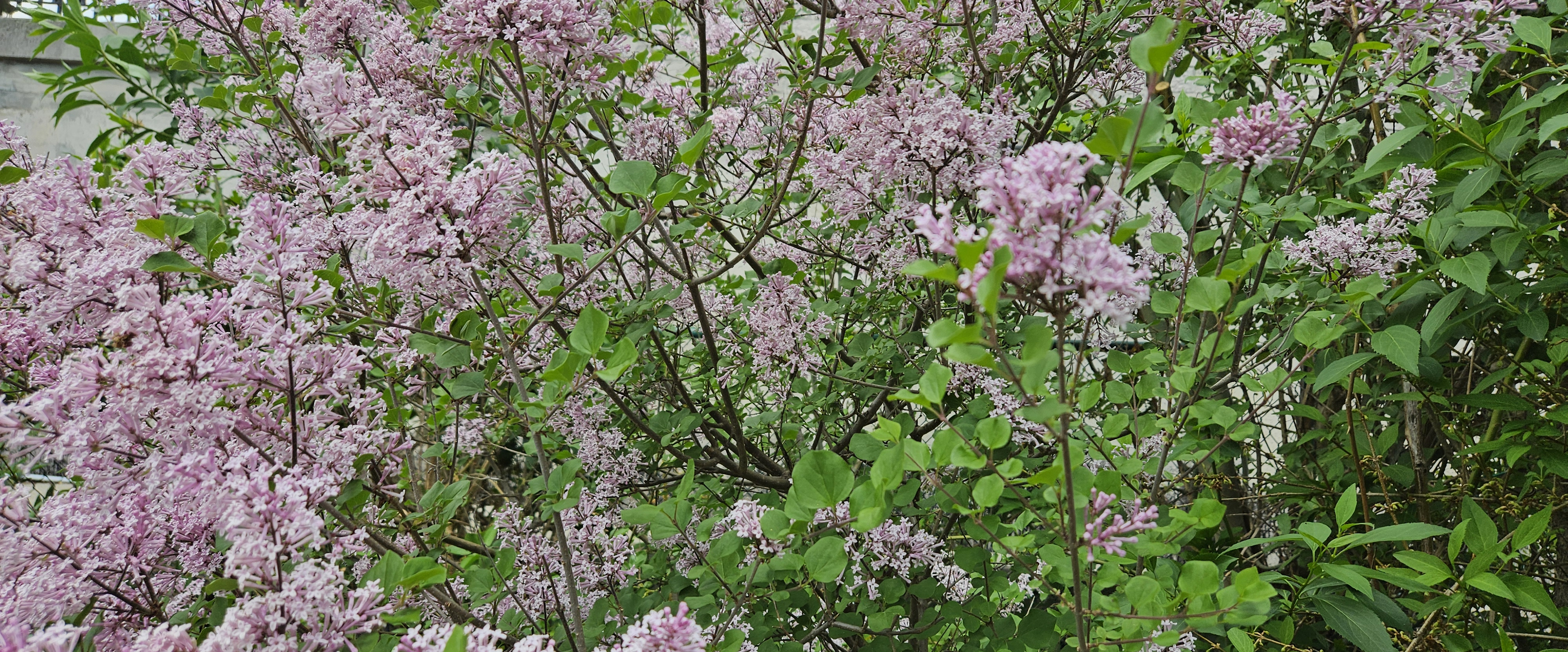 challenge background