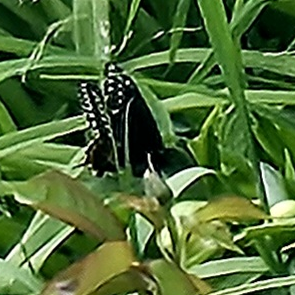 🦋NEW VISITORS🦋 icon